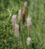 Plantago urvillei. Верхушки побегов с соцветиями. Воронежская обл., Павловский р-н, окр. с. Михайловка (Шипов лес). 18.06.2011.