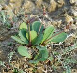 Limonium otolepis. Вегетирующее растение. Казахстан, Кызылординская обл., берег Сырдарьи у г. Байконур. 27.04.2011.