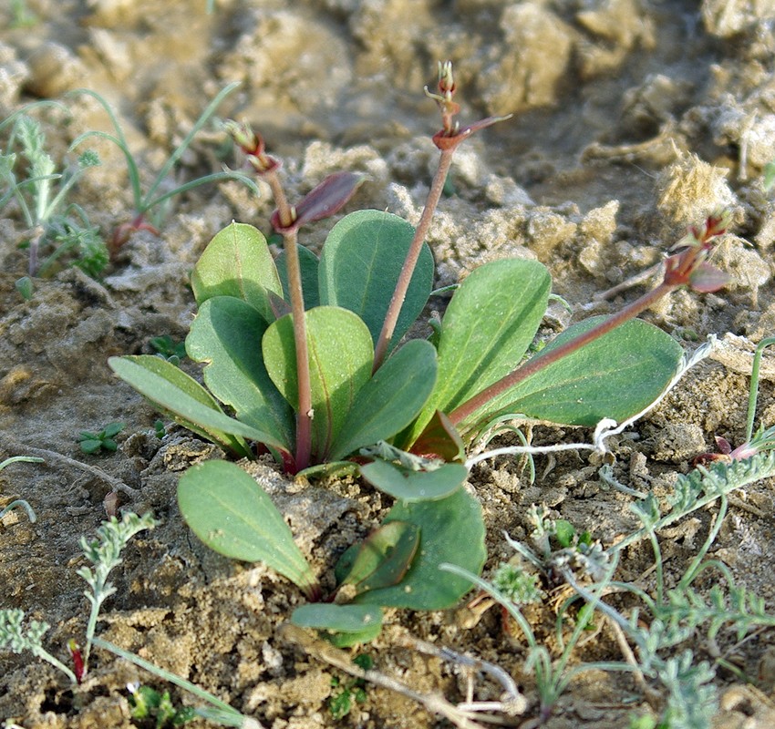 Изображение особи Limonium otolepis.