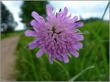 Knautia arvensis. Соцветие. Псковская обл., Новосокольский р-н, окр. дер. Гостилово. 15 июня 2009 г.