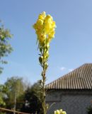 Linaria ruthenica