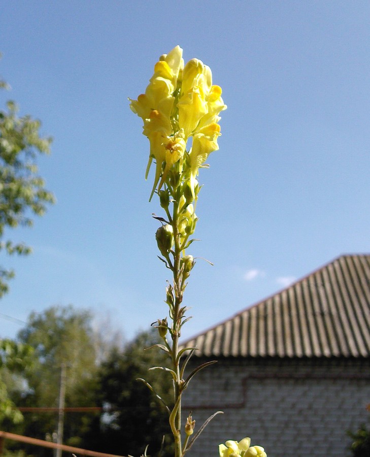 Изображение особи Linaria ruthenica.