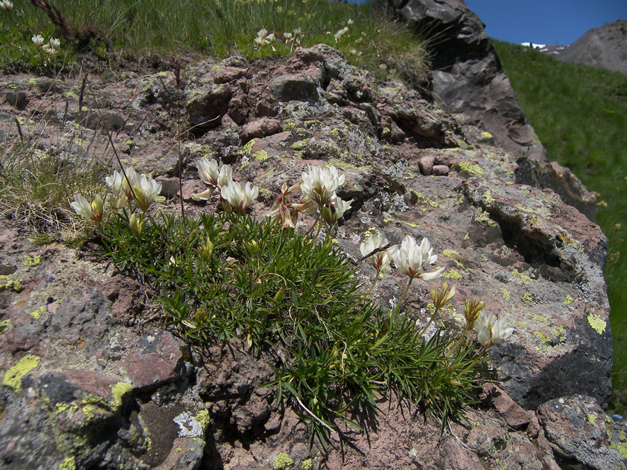 Image of Trifolium polyphyllum specimen.