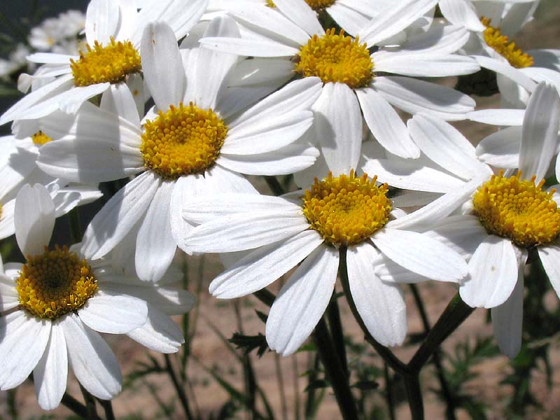 Изображение особи Pyrethrum corymbosum.