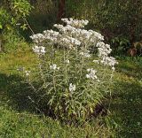 Anaphalis margaritacea. Цветущее растение. Московская обл., Раменский р-н, окр. дер. Хрипань, дачный участок. 21.08.2001.