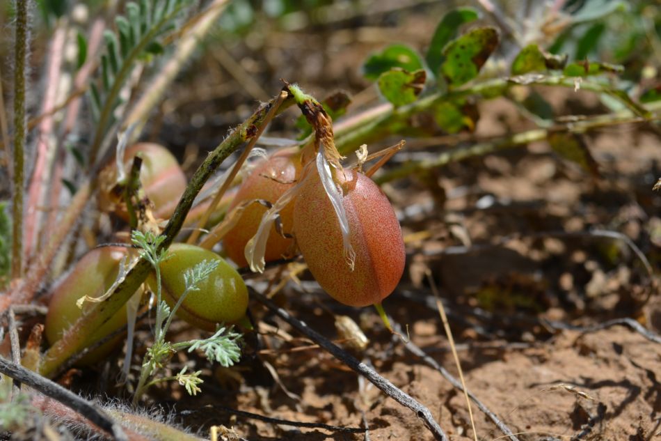 Изображение особи Astragalus longipetalus.