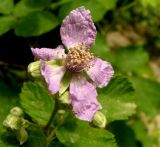 Rubus sanctus