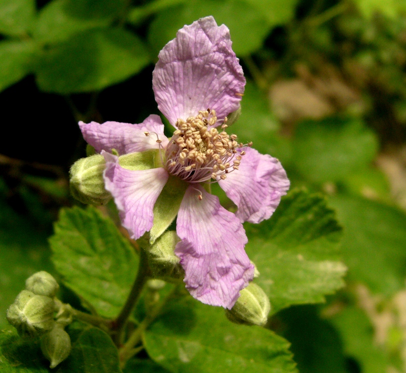 Image of Rubus sanctus specimen.