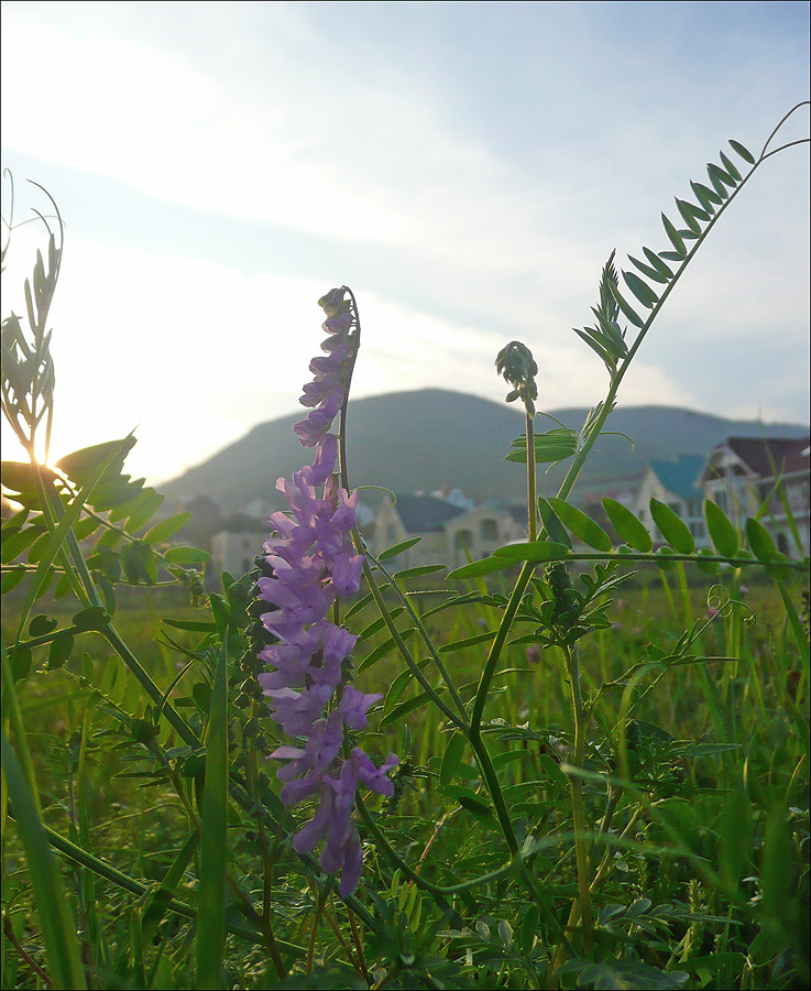 Image of Vicia cracca specimen.
