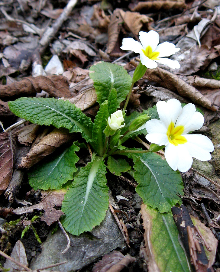 Image of Primula vulgaris specimen.