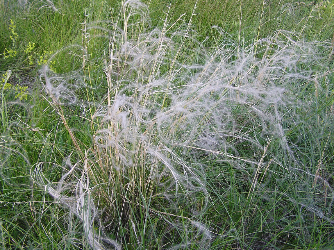 Image of Stipa pennata specimen.