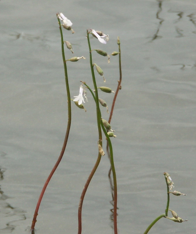 Изображение особи Lobelia dortmanna.