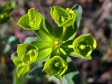 Euphorbia glareosa. Соцветие. Крым, Севастополь, степь. 23 апреля 2012 г.