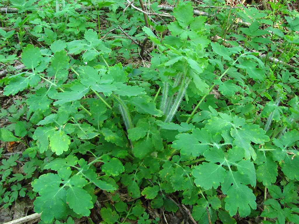 Изображение особи Chelidonium majus.