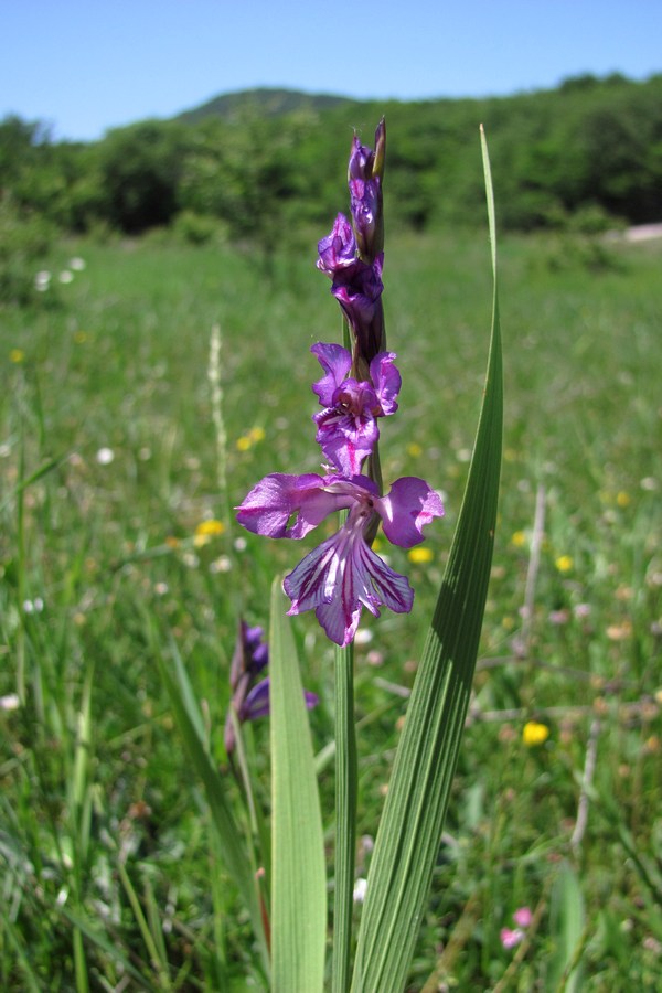Изображение особи Gladiolus tenuis.