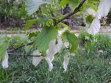 Davidia involucrata