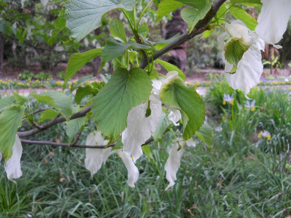 Изображение особи Davidia involucrata.