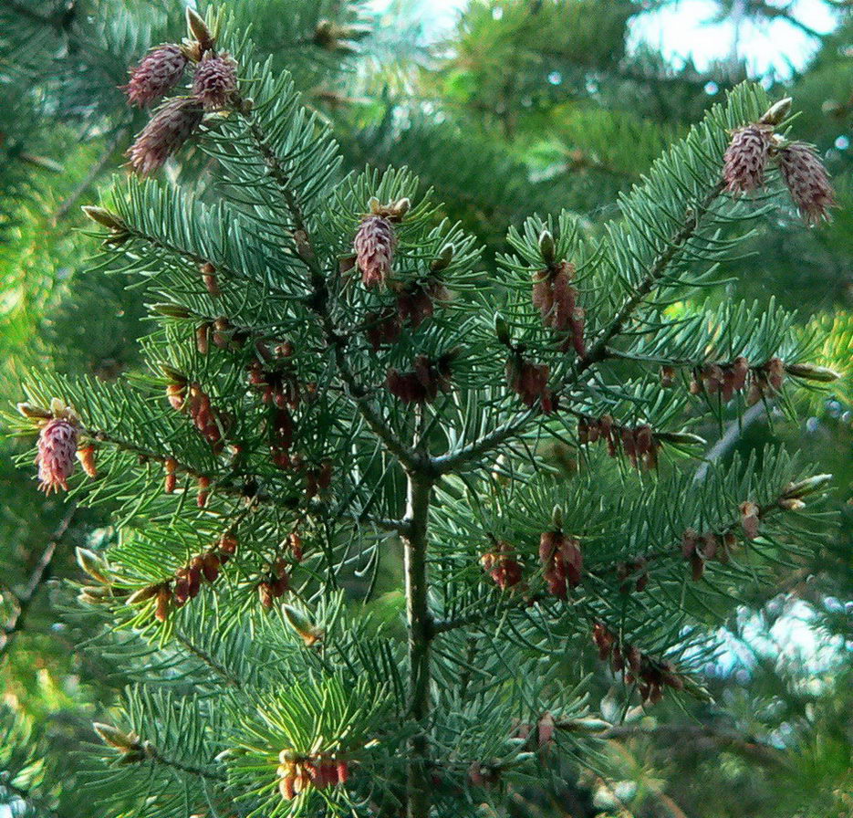 Изображение особи Pseudotsuga menziesii.