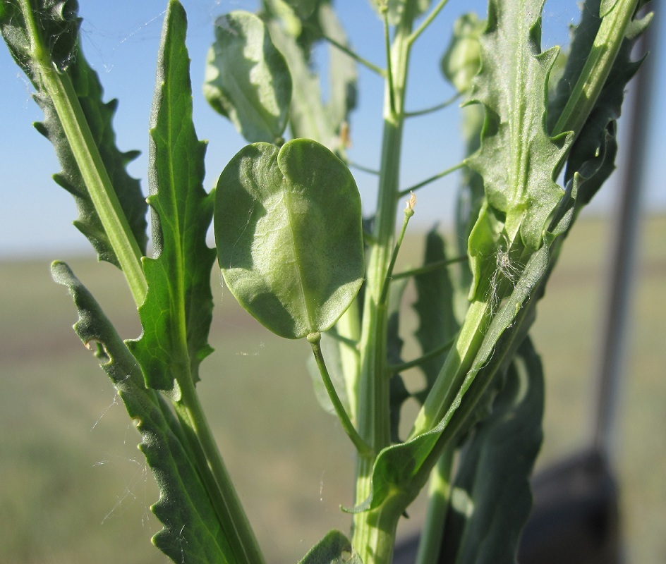 Image of Thlaspi arvense specimen.