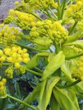 Ferula kuhistanica