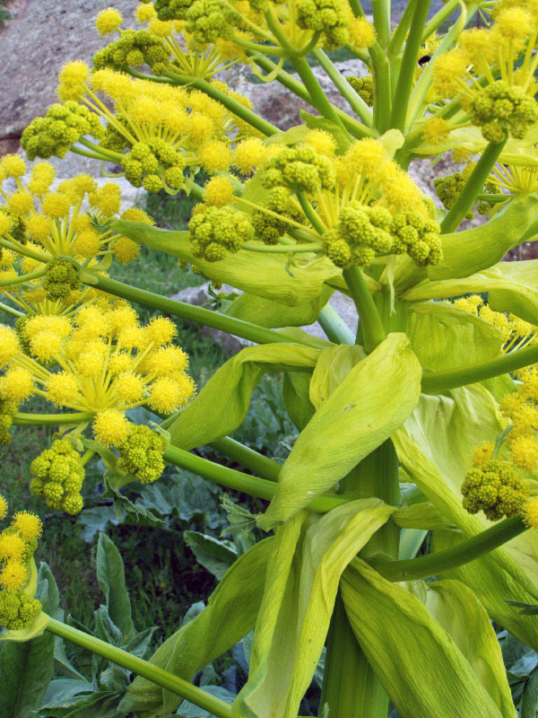 Image of Ferula kuhistanica specimen.