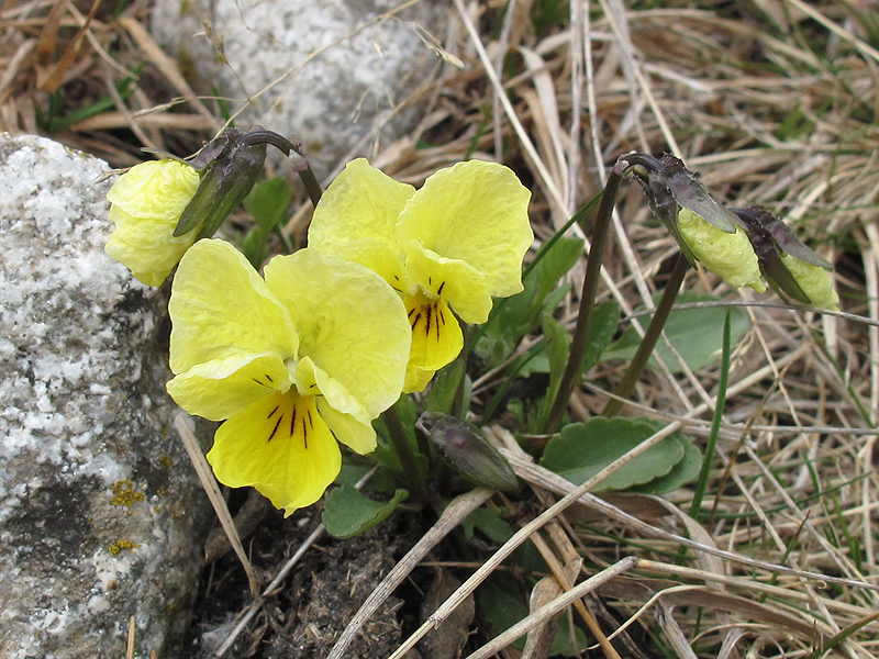 Изображение особи Viola oreades.