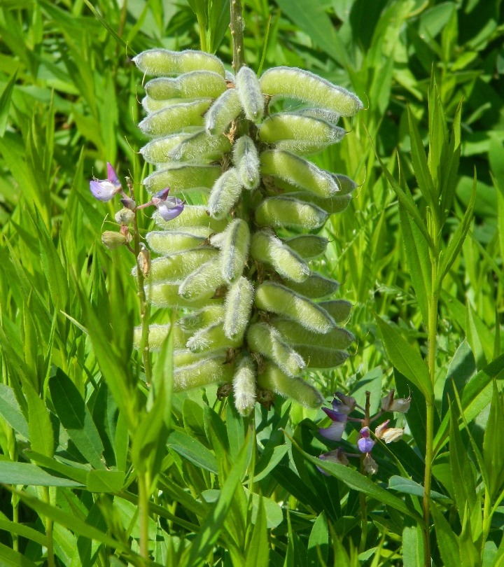 Изображение особи Lupinus &times; regalis.