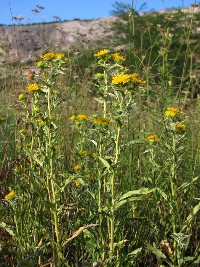 Изображение особи Inula britannica.