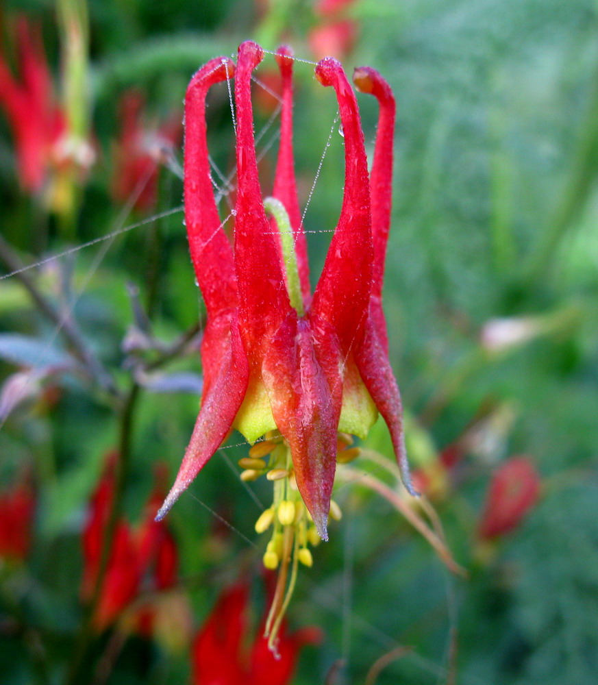 Изображение особи Aquilegia canadensis.