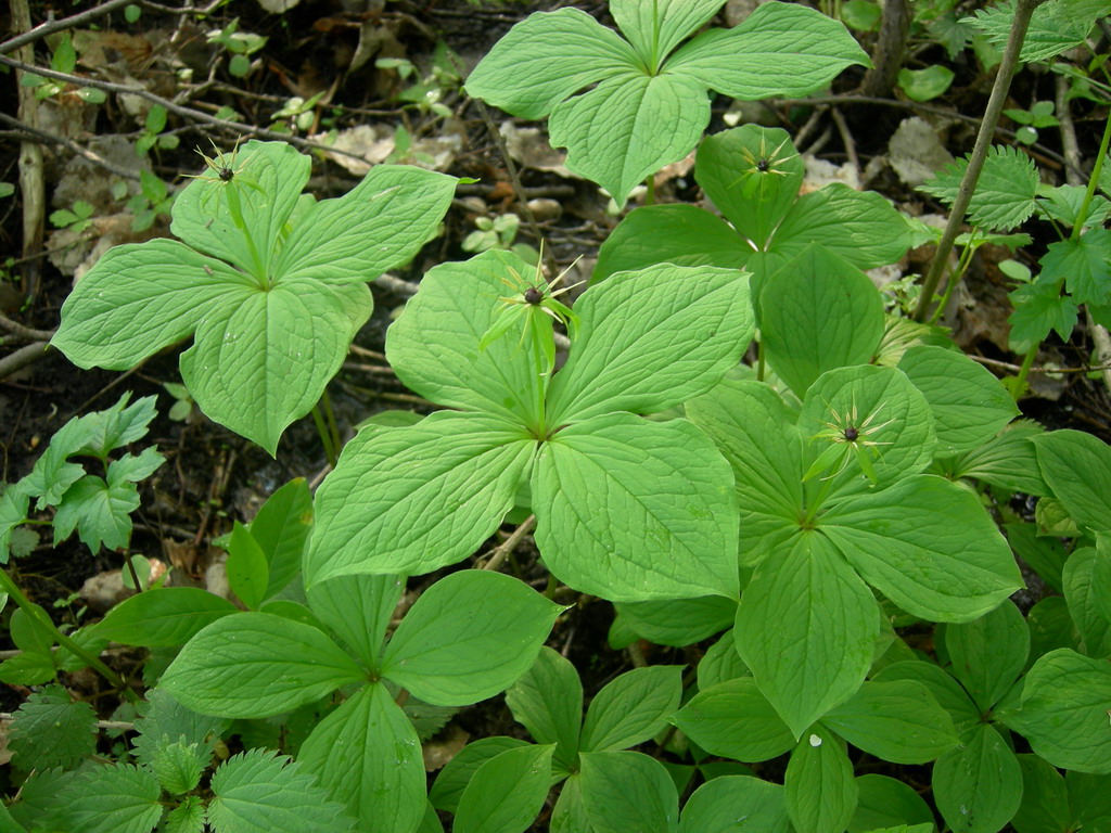 Изображение особи Paris quadrifolia.