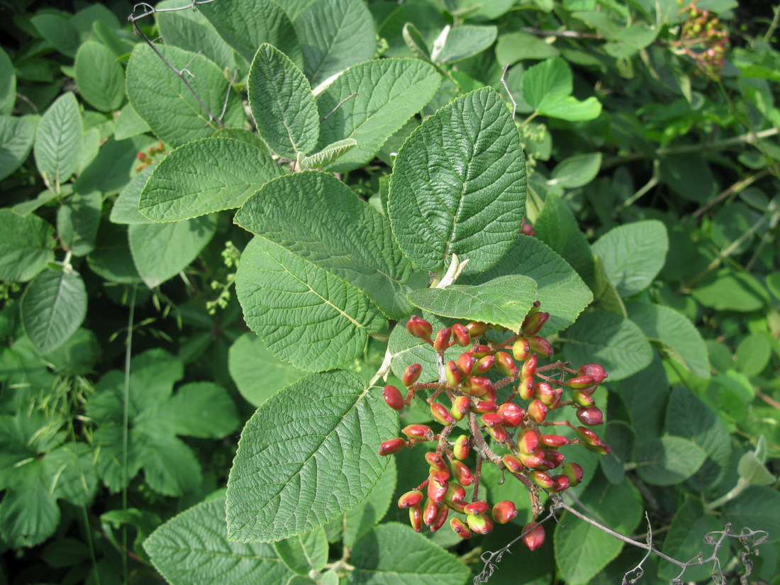 Image of Viburnum lantana specimen.