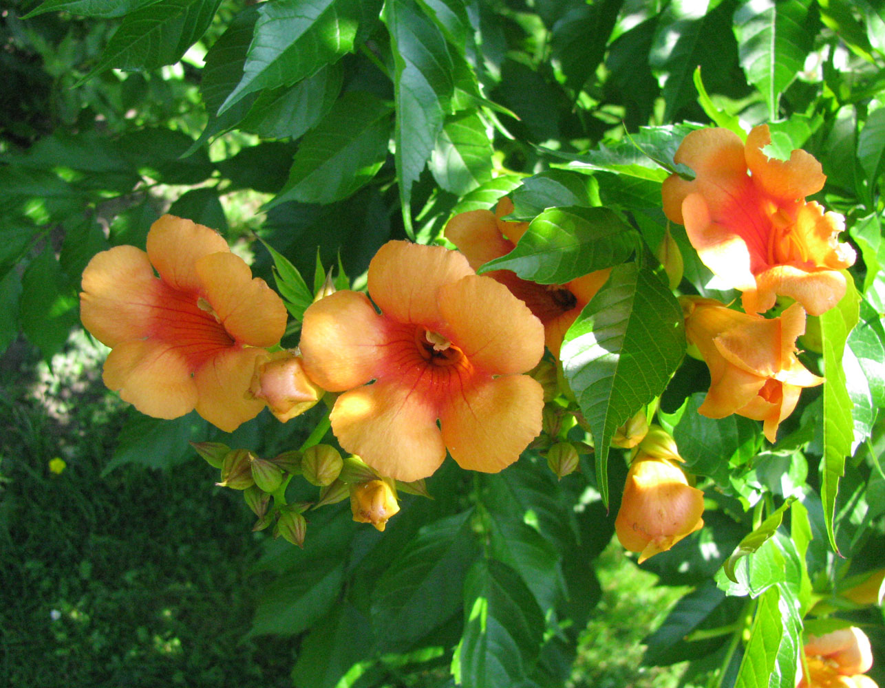 Image of Campsis radicans specimen.