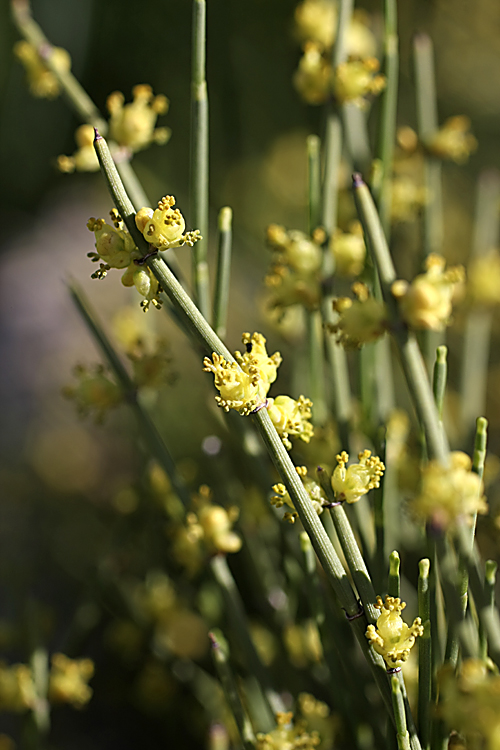 Image of Ephedra equisetina specimen.