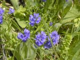 Polygala alpicola