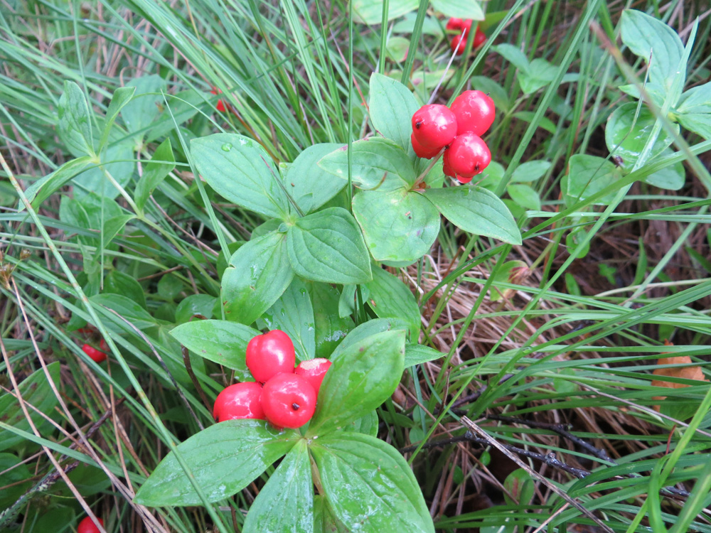 Изображение особи Chamaepericlymenum suecicum.