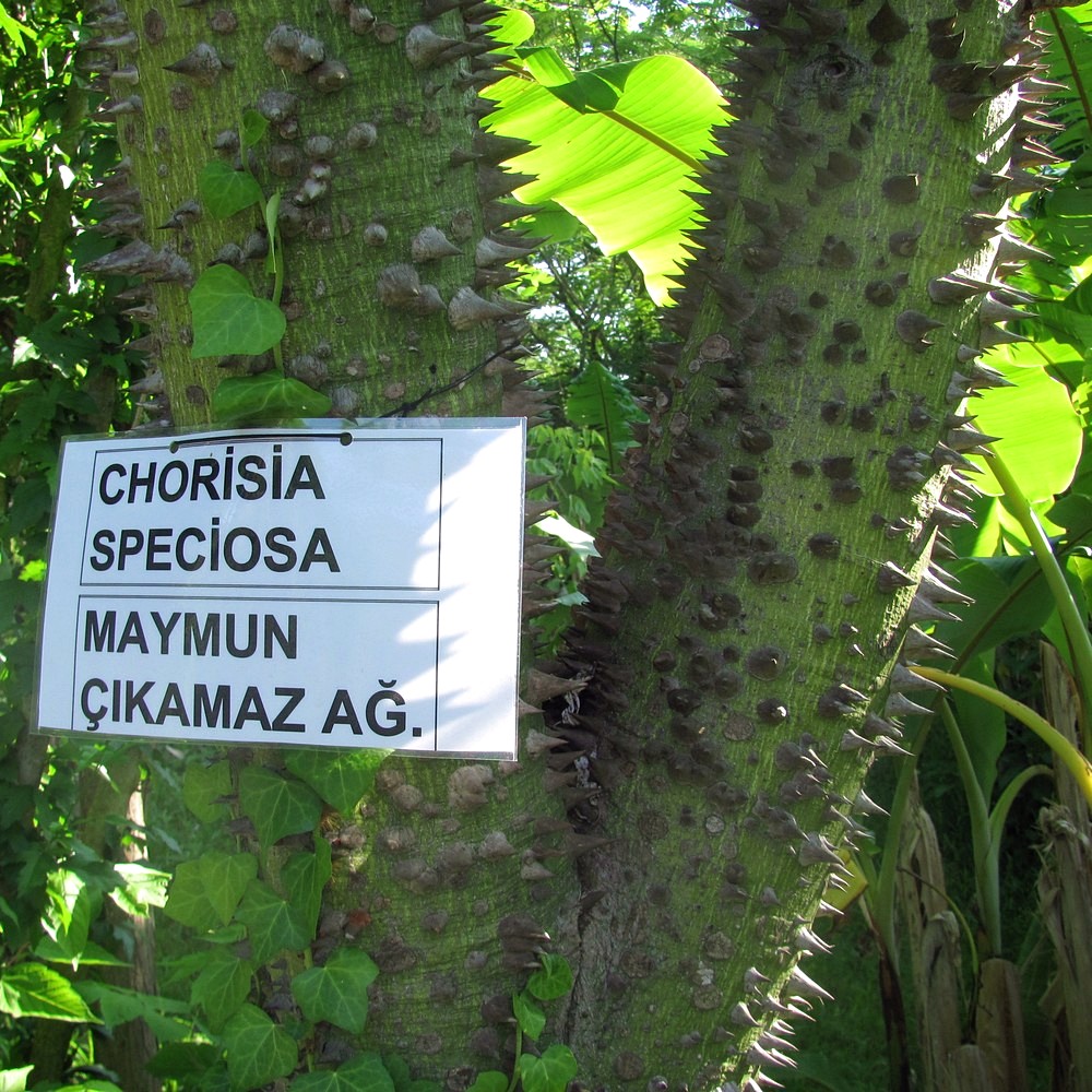Изображение особи Ceiba speciosa.