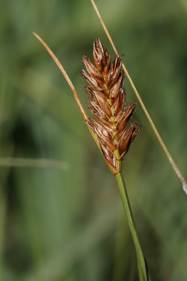 Image of Blysmus compressus specimen.