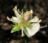 Parnassia palustris