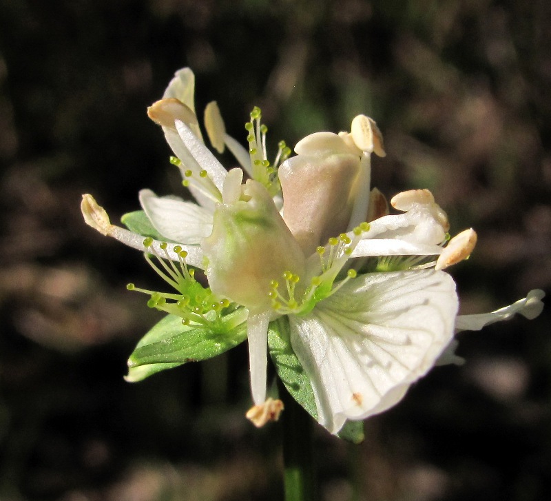 Изображение особи Parnassia palustris.
