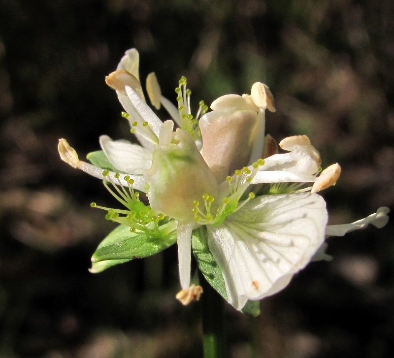 Изображение особи Parnassia palustris.