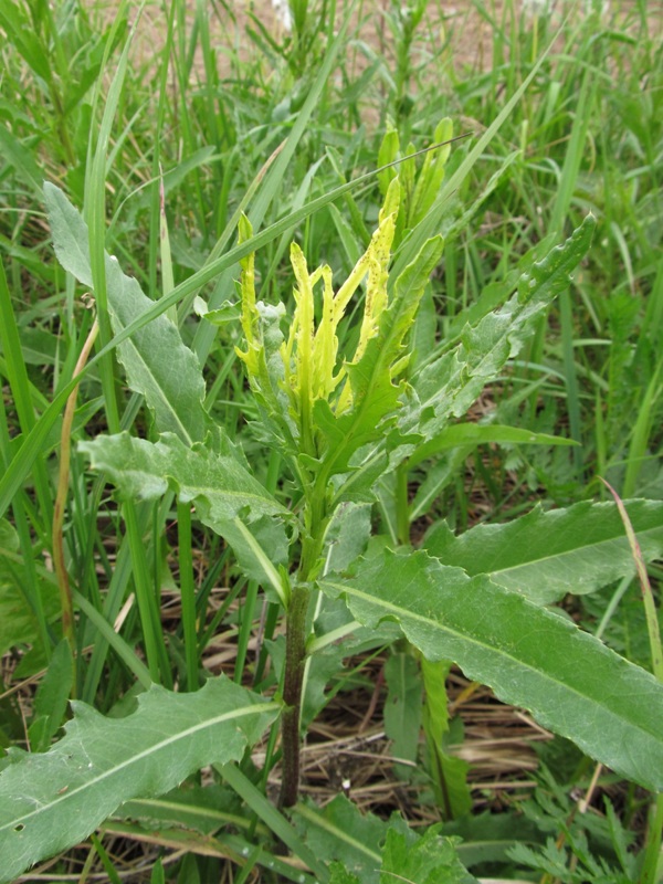 Image of Cirsium setosum specimen.