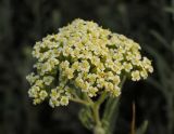genus Achillea