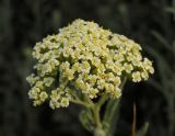 Achillea