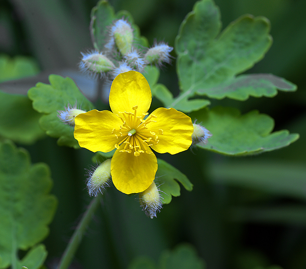 Image of Chelidonium majus specimen.