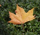 Platanus × acerifolia