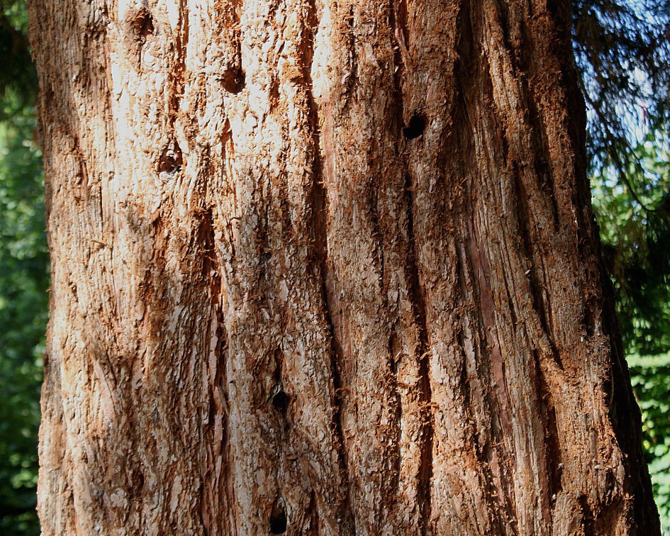 Image of Sequoiadendron giganteum specimen.