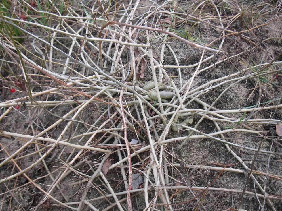 Image of Solanum dulcamara specimen.