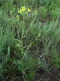 Erysimum canescens