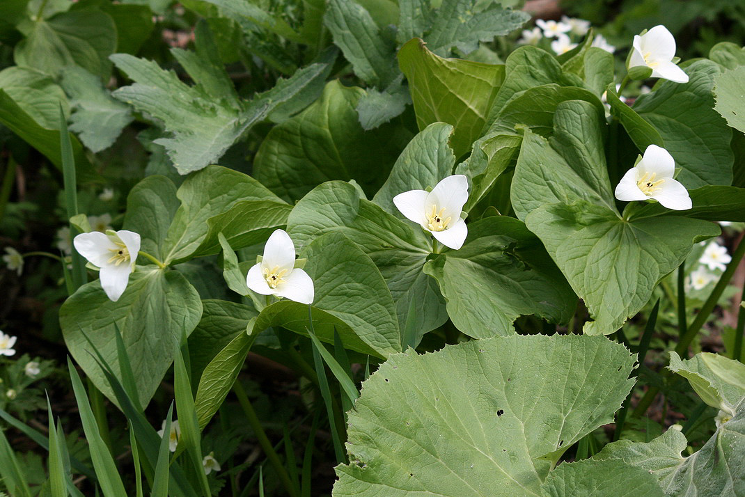 Image of Trillium camschatcense specimen.