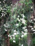 Melaleuca alternifolia. Ветви с соцветиями. Франция, Приморские Альпы, г. Ницца, сквер Leclerc у площади Массена. 20.06.2012.